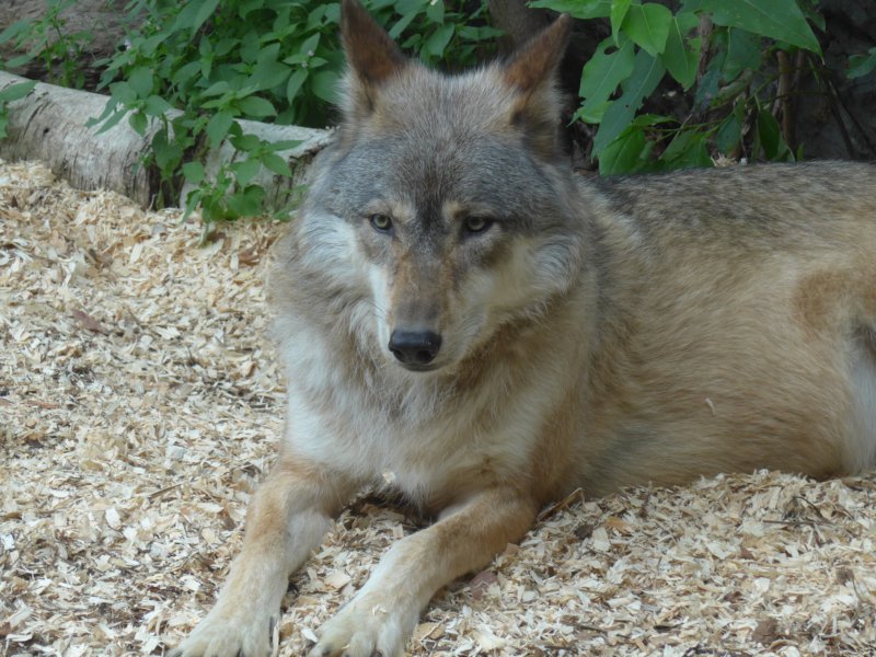 nothisgraywolfisnotatthecabinalthoughtheydefinitelyareabout.jpg