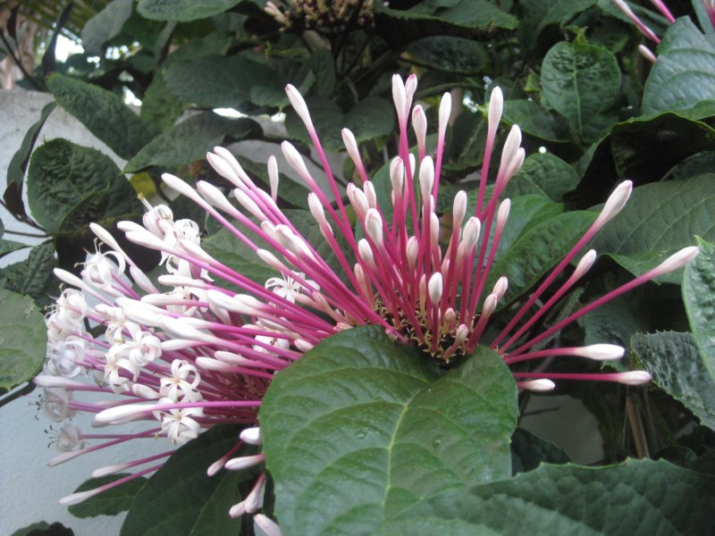 garden.jpg