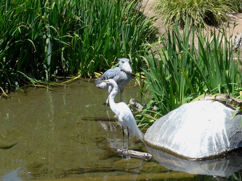 greategretandshoebilllookinglikestatues.jpg