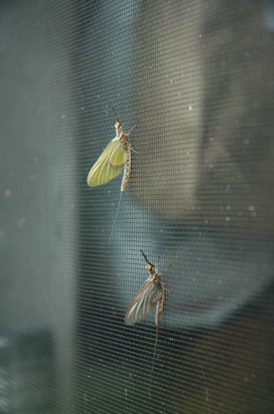 mayflies.jpg